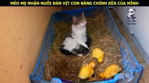 Trong nhà bỗng xuất hiện hai chú mèo con đã làm cho mèo mẹ bối rối || Review Con Người và Cuộc Sống