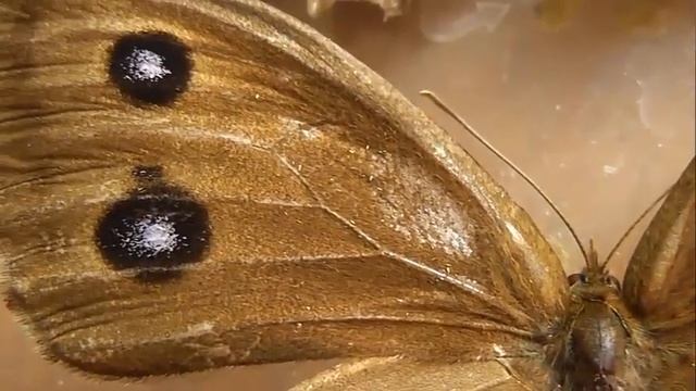 Minois dryas (бархатница дриада) смотреть онлайн