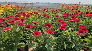 Echinacea Sunny Days Ruby (Coneflower) / Magnificent Bushy Free Flowering, Easy to Grow Perennial