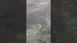 Черноморский район с. Межводное    Дельфины охотятся на саргана