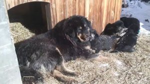 Монгол БАНХАР