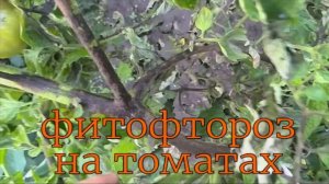 ФИТОСПОРИН часть 1