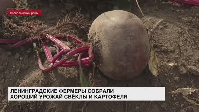Ленинградские фермеры собрали хороший урожай свеклы и картофеля