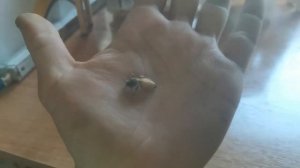 Неплодные матки и их размеры