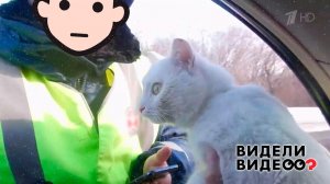 Кот и гаишник. Видели видео? Фрагмент выпуска от 04.01.2023