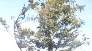 Псевдотсуга мензиса, дугласия в Волжском