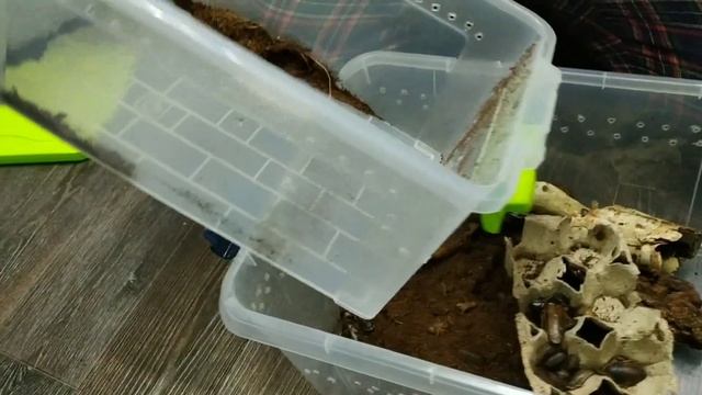 Пересадка тараканов Blaptica dubia из 8л в 15