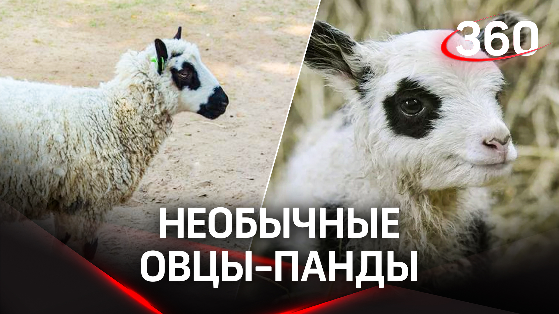 Пандо-овцы живут на зооферме в Подмосковье