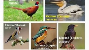 Чеченские название животных и птиц  в картинках.