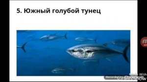 Toп-10 самых быстрых рыб в мире.