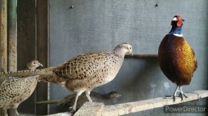 Фазан охотничий