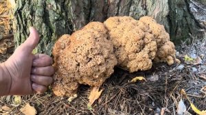 ГИГАНТ СРЕДИ ГРИБОВ ! СПАРАССИС КУРЧАВЫЙ РАСТЁТ КАЖДЫЙ ГОД !