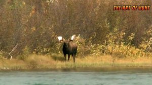Moose Hunting Adventures: An exciting journey into the world of hunting