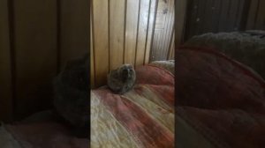 Уход за диким совёнком , чем кормить и, что делать )