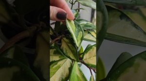 Хойя carnosa tricolor, Nicholsoniae New Guinea Ghost