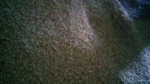 Очистка риса зерноочистительной машиной КЛАСС