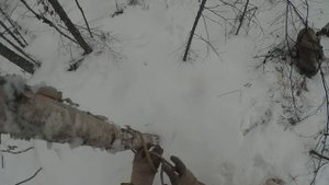 Охота на соболя в Алданском районе (Якутия)