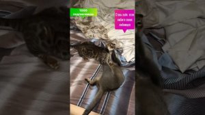 Абиссинская и Бенгальская кошка