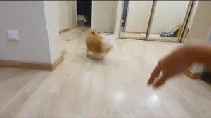 Бася Шпиц и первый вечер с Авокадышем!