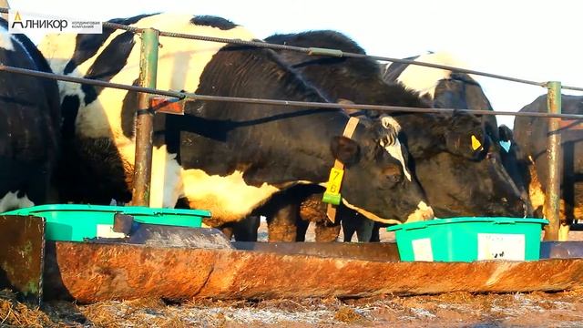 Потребление лизунцов Милка сухостойными коровами смотреть онлайн