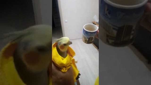 Parakeet Richi sing music from the movie kill Bill. Попугай поёт мелодию из фильма "Убить Билла". смотреть онлайн