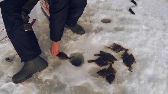 День когда зашел косяк рыбы! Косоглазая камбала атакует! Рыбалка зимой на донку и поплавок.