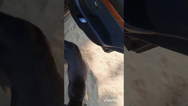 Каждый день стараюсь накормить несчастных бездомных животных 😥😥😥 смотреть онлайн