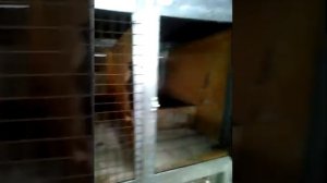 Простой кролятник.Сделай сам.