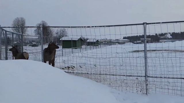 Карельский зоопарк в пос.Киркколахти,Сортавала?????????