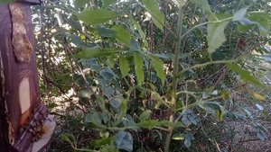 +2 РОЯ .ЛОВЛЯ РОЕВ.ПЧЕЛЫ НА ПОДСОЛНУХЕ.