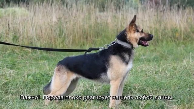 Восточноевропейская овчарка: характеристика породы смотреть онлайн