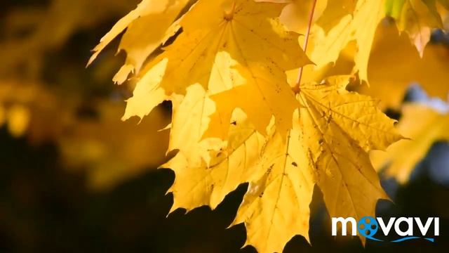 Красивая Золотая Осень.? Осеннее настроение. Красивая музыка ?