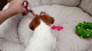 Vlog: КУПИЛИ СОБАКУ😍