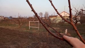 Результат прищипки побегов на абрикосе летом. Часть 1 до цветения.
