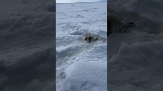 Нерпенка встретили на льду Байкала отдыхающие. Видео опубликовали в соцсетях