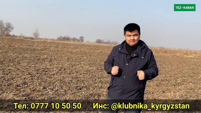 КУЛПУНАЙДАН гектарына 40 тоннага чейин ТҮШҮМ алып, МИЛЛИОНДОРДУ тапса болот смотреть онлайн