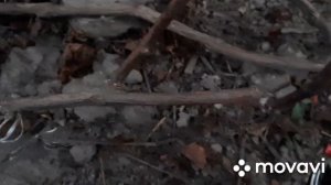 Обрезка виноградного куста Лора.