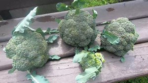 Собираю урожай 26 07 2023 Огурцы Брокколи Баклажаны Кабачки