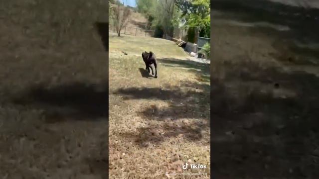 Agar Baby boy Bruno (cane Corso)