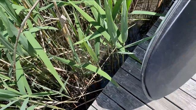 Аксель Франк расчехляет доску. Лебеди помогают. смотреть онлайн