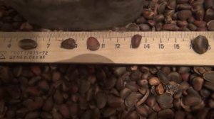 Кедровый орех сравнение размеров кедровых орехов