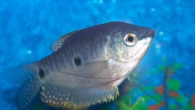 МРАМОРНЫЙ ГУРАМИ. СОДЕРЖАНИЕ И РАЗВЕДЕНИЕ смотреть онлайн