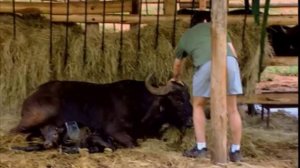 "Zooпарк": "Защитник буйволов"