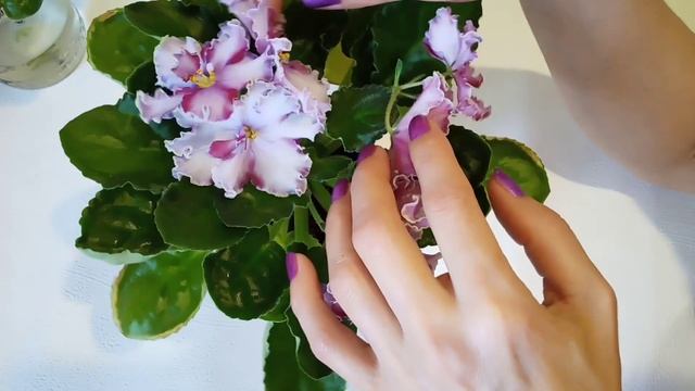 Химерные сорта фиалок! Фиалки у Алисы.