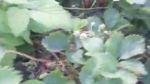 Рассада клубники ремонтантной Профьюжен