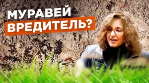 Муравьи на участке: что делать? Мифы о муравьях. №4 / Мария Винокур и Данила Горюнов Strogoorganic.