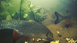 ПОКЛЁВКИ ГОЛАВЛЯ НА КУКУРУЗУ И ЧЕРВЯ! ЛЕЩ НА ПОДХВАТЕ! Подводная съемка на реке