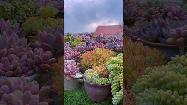 Very Impressive and so beautiful succulents | So amazing and beautiful