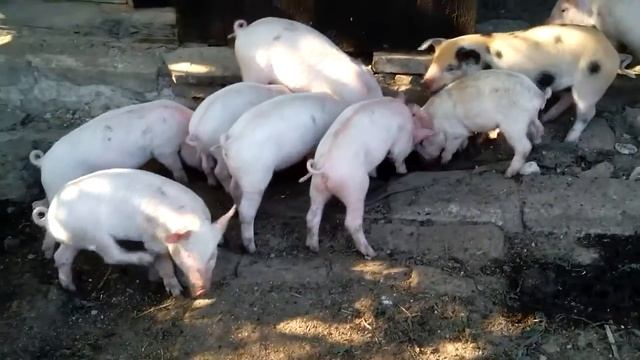 Поросята месячные ✓