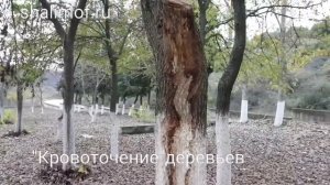 Святой Николай Новый из Вунен. Кровотечение деревьев. Фильм 1